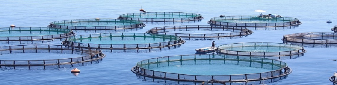 Bassins d'aquaculture
