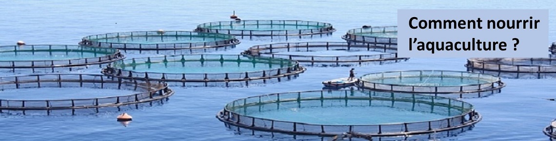 Comment nourrir l'aquaculture ?